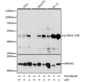 Western Blot - Anti-MEK1 (phospho Thr286) Antibody (A16427) - Antibodies.com