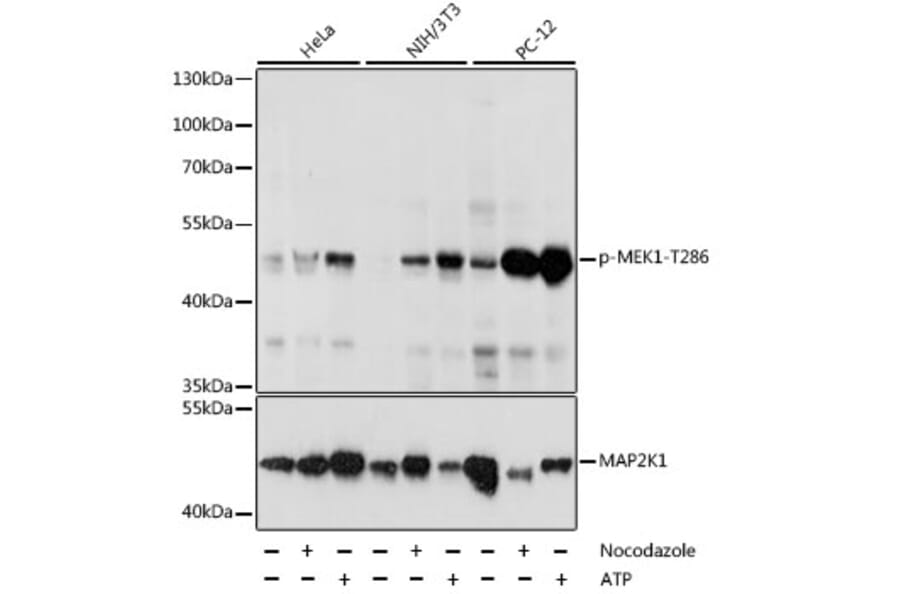 Western Blot - Anti-MEK1 (phospho Thr286) Antibody (A16427) - Antibodies.com