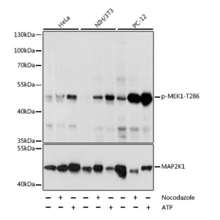 Western Blot - Anti-MEK1 (phospho Thr286) Antibody (A16427) - Antibodies.com