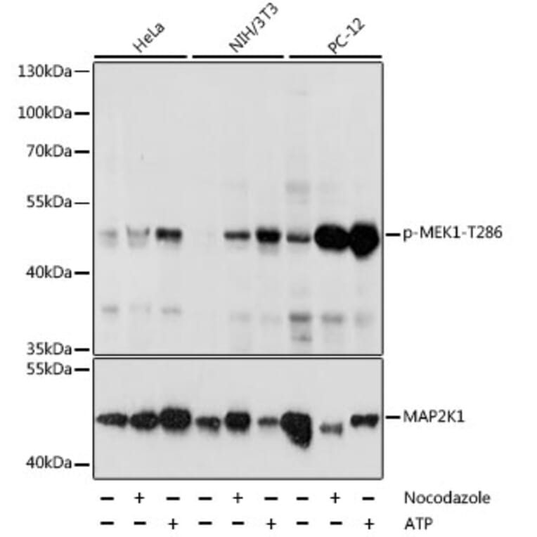 Western Blot - Anti-MEK1 (phospho Thr286) Antibody (A16427) - Antibodies.com
