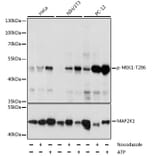 Western Blot - Anti-MEK1 (phospho Thr286) Antibody (A16427) - Antibodies.com