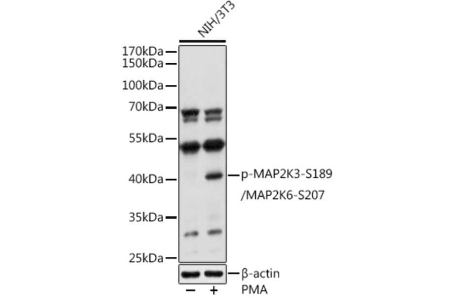 Western Blot - Anti-MEK3 (phospho Ser189) + MKK6 (phospho Ser207) Antibody (A16428) - Antibodies.com