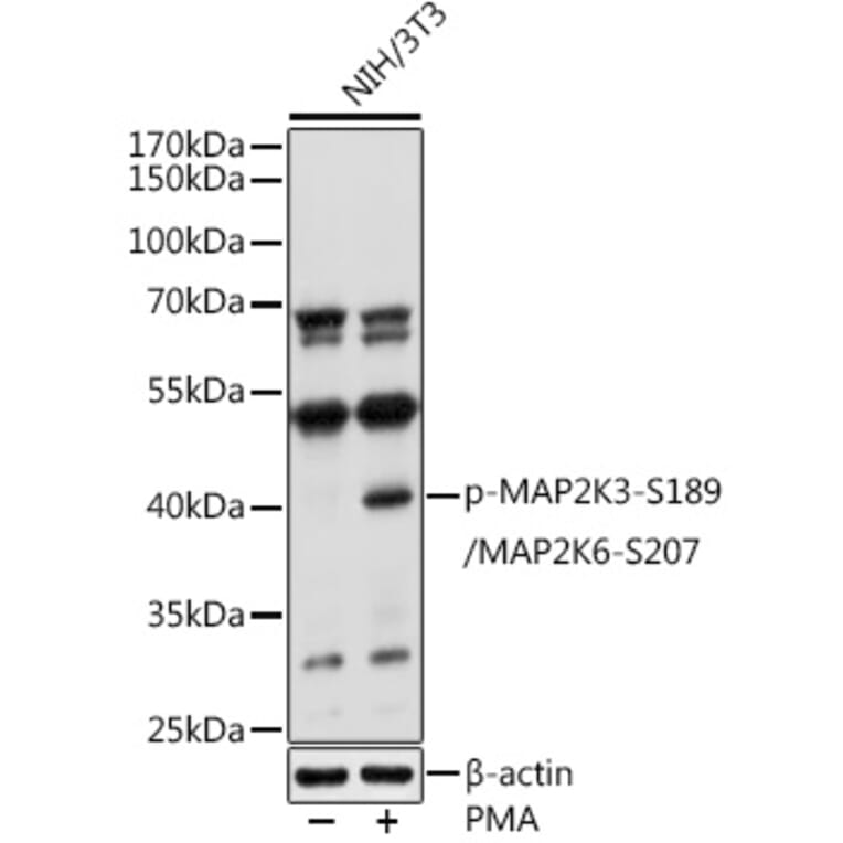 Western Blot - Anti-MEK3 (phospho Ser189) + MKK6 (phospho Ser207) Antibody (A16428) - Antibodies.com