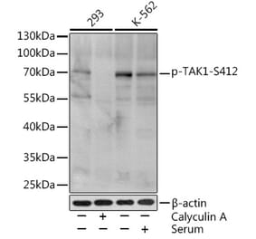 Western Blot - Anti-TAK1 (phospho Ser412) Antibody (A16432) - Antibodies.com