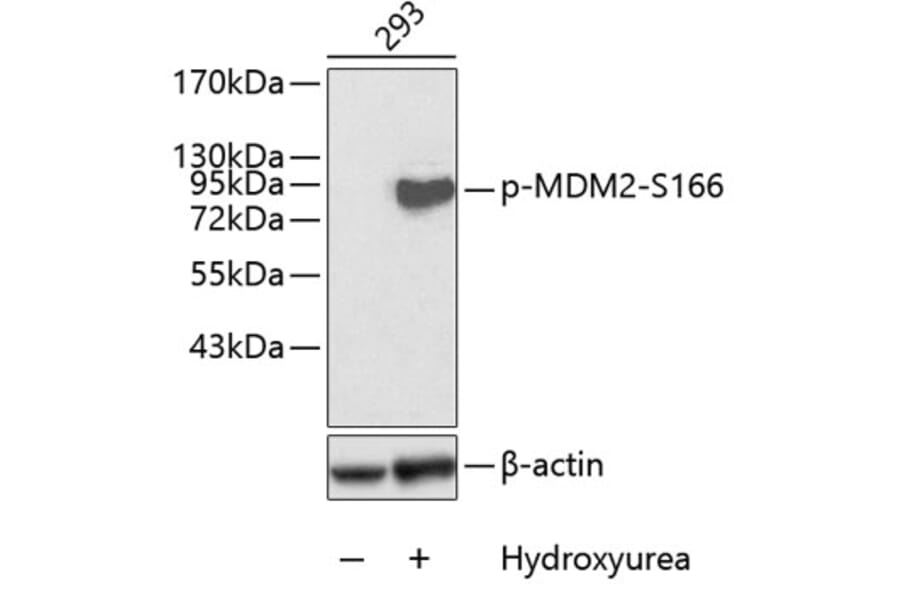 Western Blot - Anti-MDM2 (phospho Ser166) Antibody (A16433) - Antibodies.com