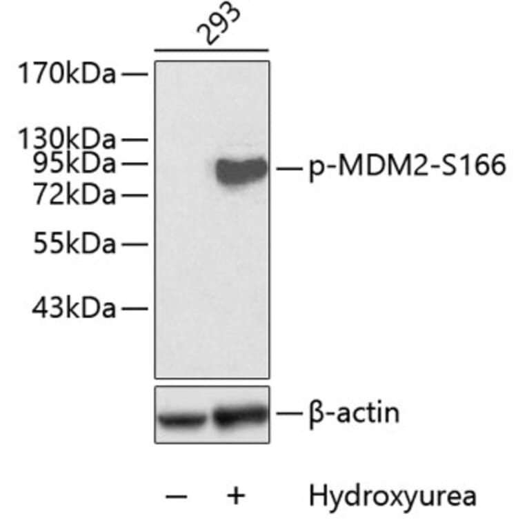 Western Blot - Anti-MDM2 (phospho Ser166) Antibody (A16433) - Antibodies.com
