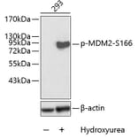 Western Blot - Anti-MDM2 (phospho Ser166) Antibody (A16433) - Antibodies.com