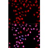 Immunofluorescence - Anti-MET (phospho Y1003) Antibody (AP0076) - Antibodies.com