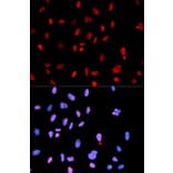 Immunofluorescence - Anti-MET (phospho Y1234) Antibody (AP0078) - Antibodies.com