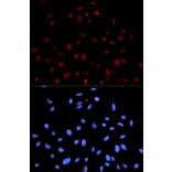 Immunofluorescence - Anti-MET (phospho Y1235) Antibody (AP0079) - Antibodies.com