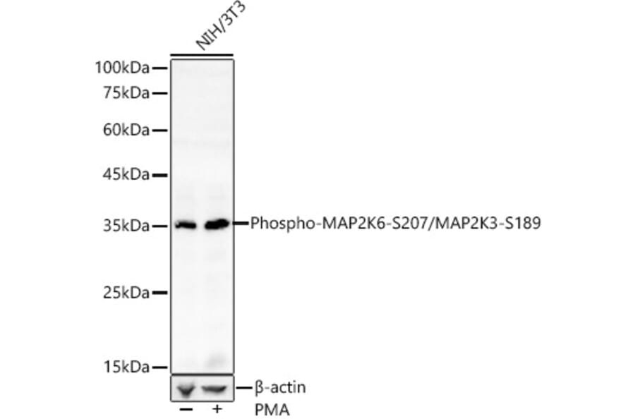 Western Blot - Anti-MEK3 (phospho Ser189) + MKK6 (phospho Ser207) Antibody (A16437) - Antibodies.com