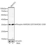 Western Blot - Anti-MEK3 (phospho Ser189) + MKK6 (phospho Ser207) Antibody (A16437) - Antibodies.com