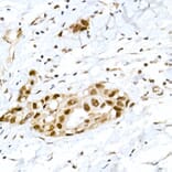 Immunohistochemistry - Anti-Rb (phospho Ser795) Antibody (A16439) - Antibodies.com