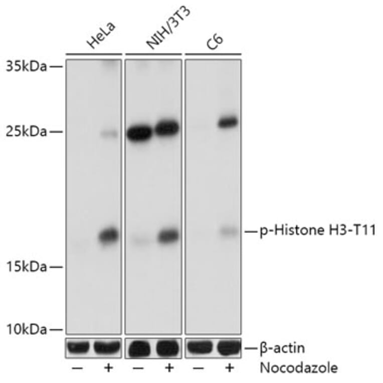 Western Blot - Anti-Histone H3 (phospho Thr11) Antibody (A16441) - Antibodies.com