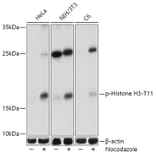 Western Blot - Anti-Histone H3 (phospho Thr11) Antibody (A16441) - Antibodies.com