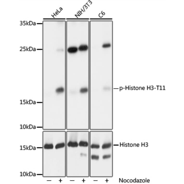 Western Blot - Anti-Histone H3 (phospho Thr11) Antibody (A16441) - Antibodies.com