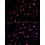 Immunofluorescence - Anti-Histone H3 (phospho Thr11) Antibody (A16441) - Antibodies.com