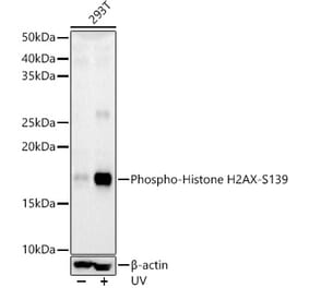 Western Blot - Anti-Histone H2A.X (phospho Ser139) Antibody (A16444) - Antibodies.com