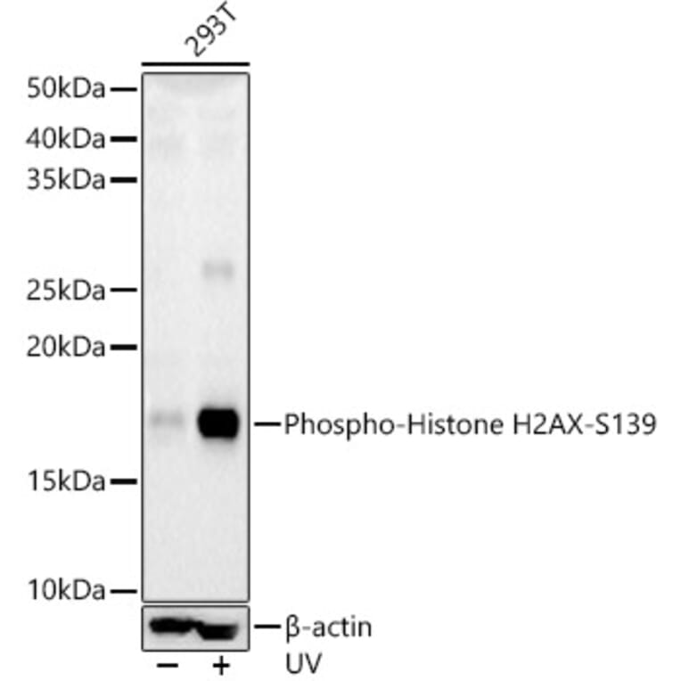 Western Blot - Anti-Histone H2A.X (phospho Ser139) Antibody (A16444) - Antibodies.com