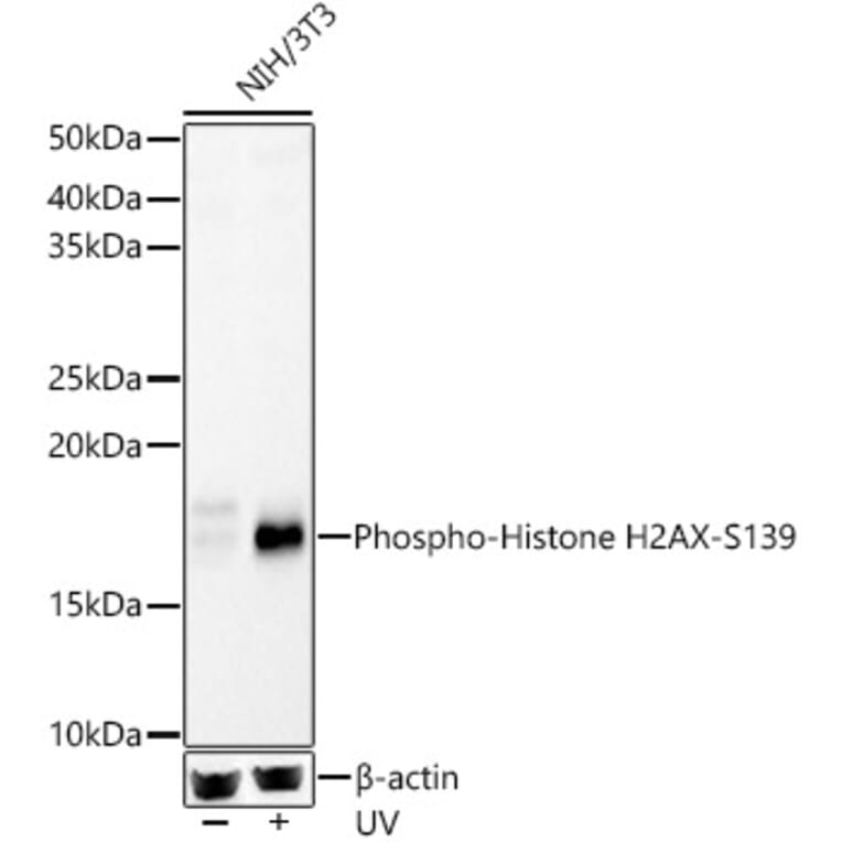 Western Blot - Anti-Histone H2A.X (phospho Ser139) Antibody (A16444) - Antibodies.com