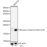 Western Blot - Anti-Histone H2A.X (phospho Ser139) Antibody (A16444) - Antibodies.com