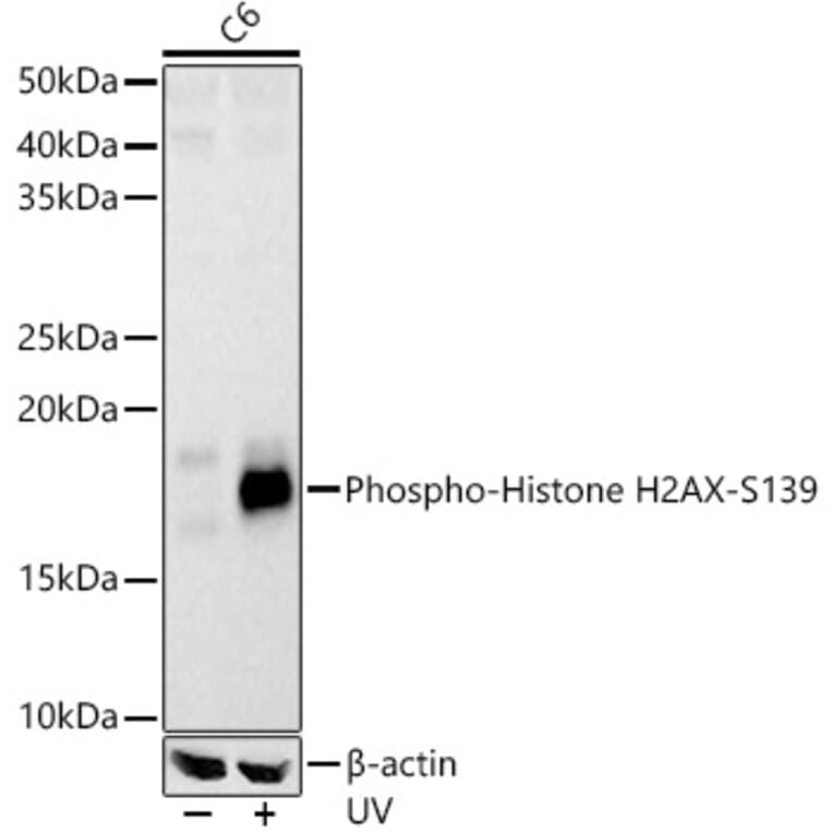 Western Blot - Anti-Histone H2A.X (phospho Ser139) Antibody (A16444) - Antibodies.com