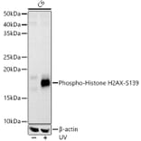 Western Blot - Anti-Histone H2A.X (phospho Ser139) Antibody (A16444) - Antibodies.com