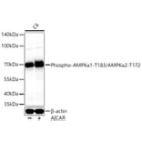 Western Blot - Anti-AMPK alpha 1 + AMPK alpha 2 (Phospho T183 & Phospho T172) Antibody (A16447) - Antibodies.com