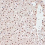 Immunohistochemistry - Anti-AMPK alpha 1 + AMPK alpha 2 (Phospho T183 & Phospho T172) Antibody (A16447) - Antibodies.com