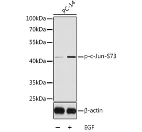 Western Blot - Anti-c-Jun (phospho Ser73) Antibody (A16448) - Antibodies.com