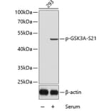 Western Blot - Anti-GSK3A (phospho S21) Antibody (AP0120) - Antibodies.com