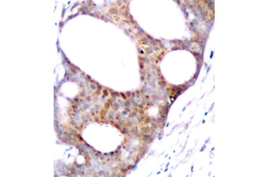 Immunohistochemistry - Anti-GSK3A (phospho S21) Antibody (AP0120) - Antibodies.com