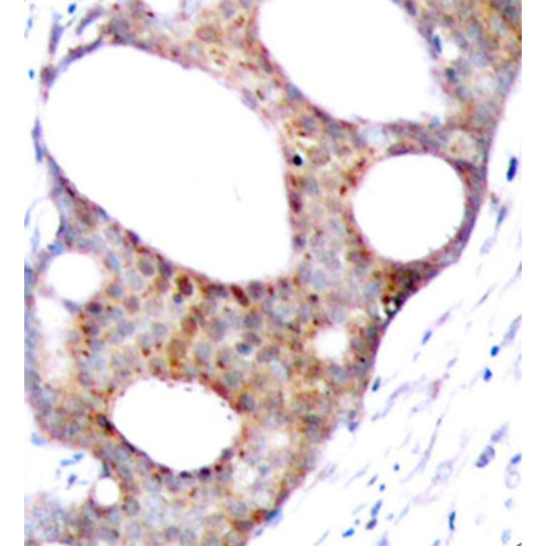 Immunohistochemistry - Anti-GSK3A (phospho S21) Antibody (AP0120) - Antibodies.com