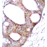 Immunohistochemistry - Anti-GSK3A (phospho S21) Antibody (AP0120) - Antibodies.com