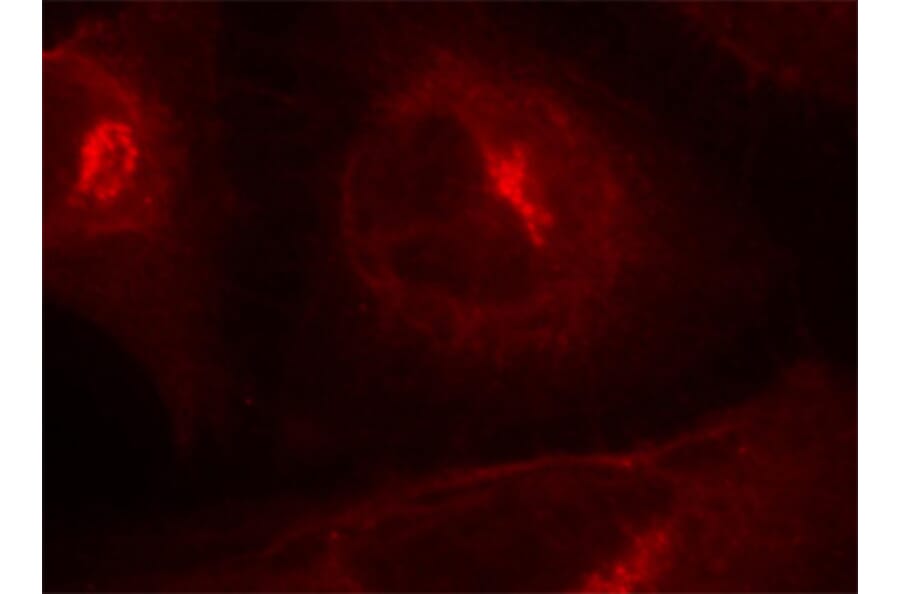 Immunofluorescence - Anti-GSK3A (phospho S21) Antibody (AP0120) - Antibodies.com