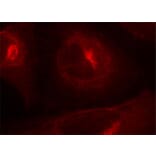 Immunofluorescence - Anti-GSK3A (phospho S21) Antibody (AP0120) - Antibodies.com