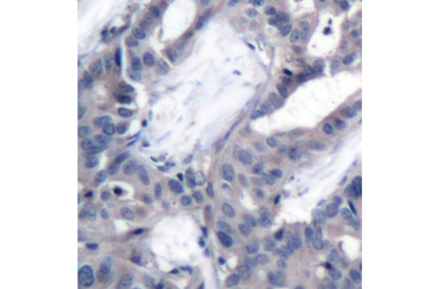 Immunohistochemistry - Anti-MEK2 (phospho Thr394) Antibody (A16450) - Antibodies.com