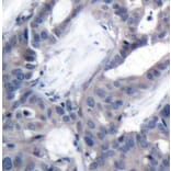 Immunohistochemistry - Anti-MEK2 (phospho Thr394) Antibody (A16450) - Antibodies.com