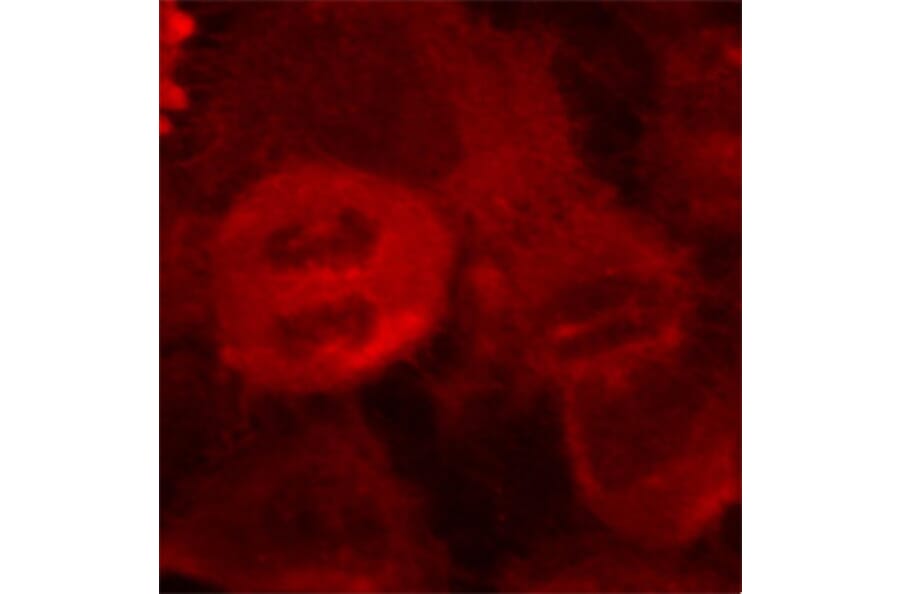 Immunofluorescence - Anti-MEK2 (phospho Thr394) Antibody (A16450) - Antibodies.com