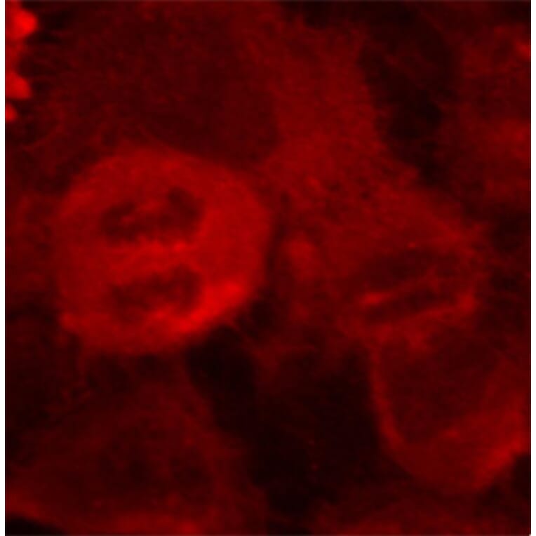 Immunofluorescence - Anti-MEK2 (phospho Thr394) Antibody (A16450) - Antibodies.com