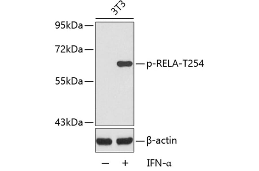 Western Blot - Anti-RELA (phospho T254) Antibody (AP0122) - Antibodies.com