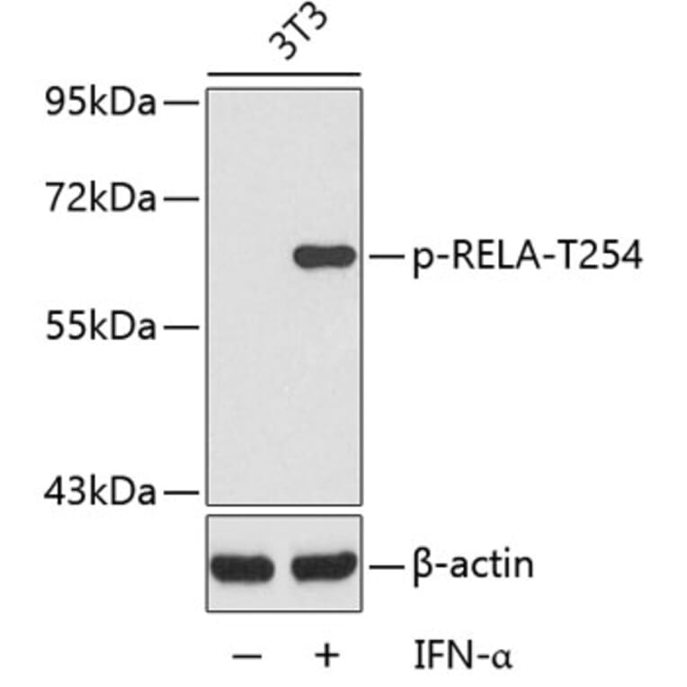 Western Blot - Anti-RELA (phospho T254) Antibody (AP0122) - Antibodies.com