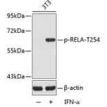 Western Blot - Anti-RELA (phospho T254) Antibody (AP0122) - Antibodies.com