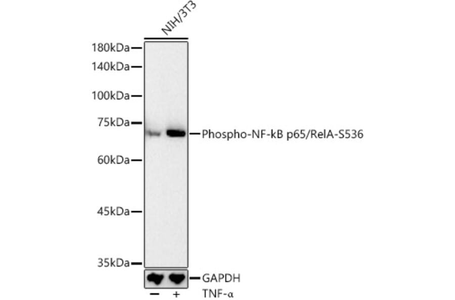 Western Blot - Anti-NF-kB p65 (phospho Ser536) Antibody (A16453) - Antibodies.com