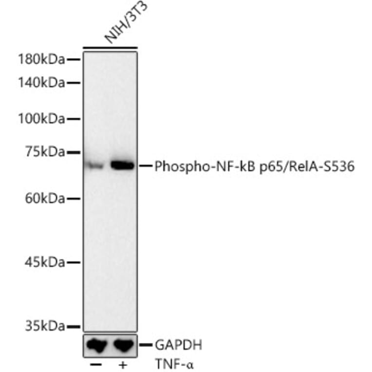 Western Blot - Anti-NF-kB p65 (phospho Ser536) Antibody (A16453) - Antibodies.com