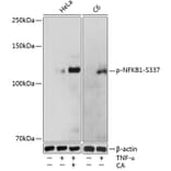 Western Blot - Anti-NFkB p105 / p50 (phospho Ser337) Antibody (A16454) - Antibodies.com