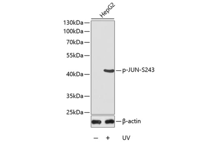 Western Blot - Anti-JUN (phospho S243) Antibody (AP0126) - Antibodies.com