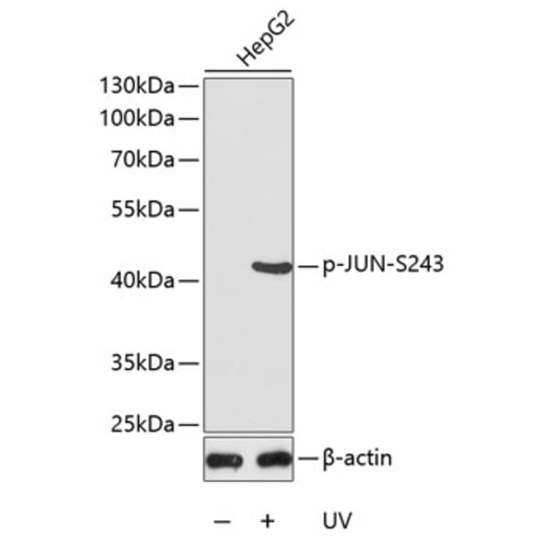 Western Blot - Anti-JUN (phospho S243) Antibody (AP0126) - Antibodies.com