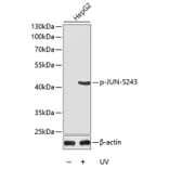Western Blot - Anti-JUN (phospho S243) Antibody (AP0126) - Antibodies.com