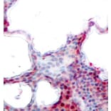 Immunohistochemistry - Anti-ATF2 (phospho S62 + S44) Antibody (AP0127) - Antibodies.com